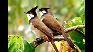 Red whiskered Bulbul Song  Sound of Happiness and Peace [upl. by Cave372]