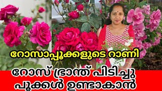 മുറ്റം നിറയെ റോസാപ്പൂവിന് ഈ അഞ്ച് കാര്യങ്ങൾ  5 powerful Rose Plant Care Tips  How to grow Roses [upl. by Vaas219]