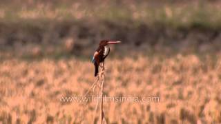 Whitethroated Kingfisher perched on a twig [upl. by Attiuqal]