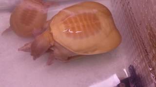 Albino softshelled turtle mating [upl. by Dobbins]