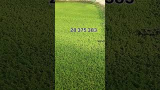 azolla اكسبلور مشروع farming أزولا agriculture أغنام ترند مربيالحماموالدجاج [upl. by Ximenes907]