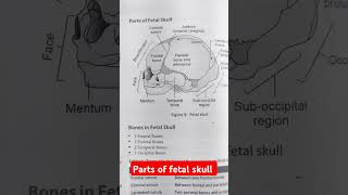 Parts of fetal skull  Anatomy  CHO preparation cho neet nursingexam [upl. by Yeuh]