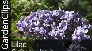 Lilac  Syringa vulgaris  Everything you need to know about Lilacs [upl. by Animlehliw302]