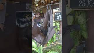 Golden capped fruit bat animals creature scaryanimals shortsvideo shortvideos freaky bats [upl. by Dar]