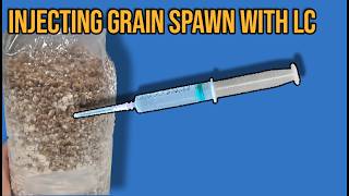 How To Inoculate Sterilized Grain Spawn Bags Still Air Box  FlowHood [upl. by Tommie960]