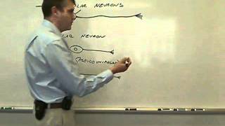 structural classification of neurons [upl. by Assirek]