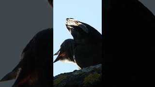 Jackdaw bird calling bird song [upl. by Mallin422]