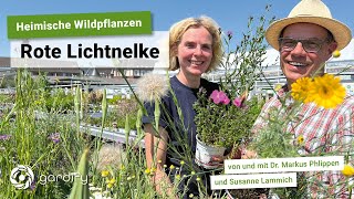 Heimische Wildpflanzen Rote Lichtnelke Silene dioica Insekten TGTA  gardify Tipps [upl. by Ronalda]