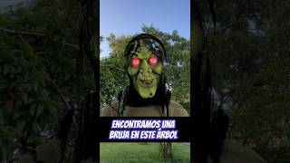 Encontramos un bruja montada en un árbol 😱😱😱 [upl. by Mcneil]