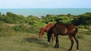 Vieques Horses Get Help [upl. by Stonwin]