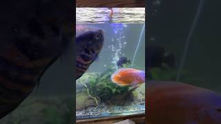 Hand Feeding oscar fish 🩸 🩸 [upl. by Utas285]