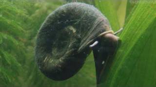 HD My EPIC snail  Great ramshorn  Posthornschnecke 11 [upl. by Ahsilef]