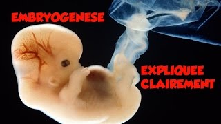 🔴 Dr Astuce  EMBRYOLOGIE EXPLIQUEE CLAIREMENT [upl. by Derwon]