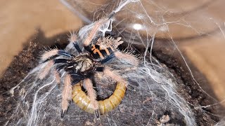 Chromatopelma cyaneopubescens moult 2 Feeding time [upl. by Stanwin]