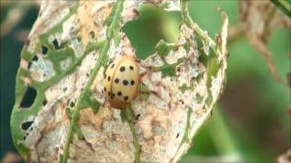 Mexican bean beetle feeding [upl. by Ssilb808]