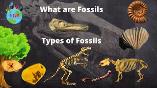 What is a Fossil  Types of Fossils  How are Fossils formed  Educational video for Kids [upl. by Anitnamaid]