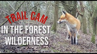 Trail camera in the forest wilderness Forest of Dean [upl. by Tiffanie]