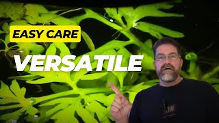 The Best Water Sprite Care Tips for Lush Growth [upl. by Dominy]