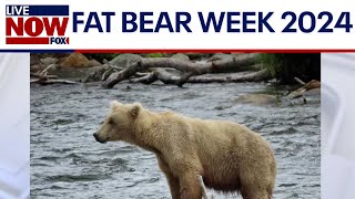 NEW Fat Bear Week voting and founder Mike Fitz [upl. by Vikki]