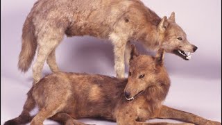 🐺 14 Extinct Wolf Species You Should Know About 🐺 [upl. by Ajar]