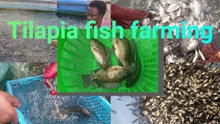 Secrets to Successful Tilapia Fish Farming [upl. by Antonius]