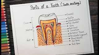 How to draw structure of tooth l Tooth labeled diagram drawing step by step l Tooth anatomy drawing [upl. by Adnov616]