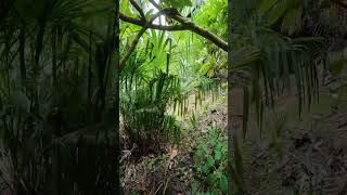 Jungle of Palms amp Exotica on the Gulf Islands [upl. by Weisberg]