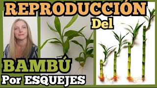 🎋BAMBÚ REPRODUCCIÓN► por ESQUEJES👉🏼❗️LEAN LA DESCRIPCIÓN👇🏽⚠️VeronicaCampaniniPlantas [upl. by Bornie]