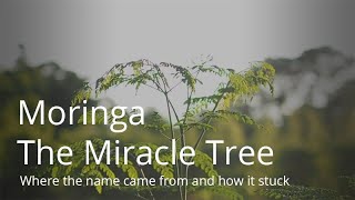 Moringa Benefits Documentary  quotThe Miracle Treequot  moringa moringabenefits [upl. by Attenaj]