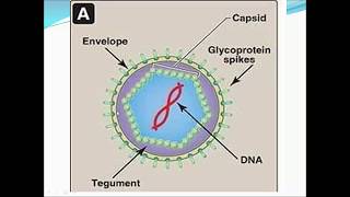 Herpes simplex virus types 1 2  3  4 [upl. by Begga]