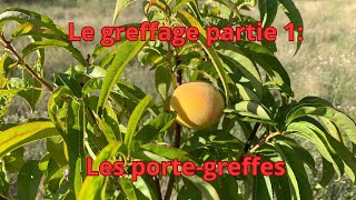 Le greffage partie 1 les porte greffes [upl. by Neile]