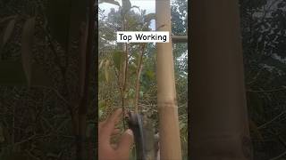 TopWorking Bawah Bawor Atas Duri Hitam fypシ゚viral [upl. by Fawne67]