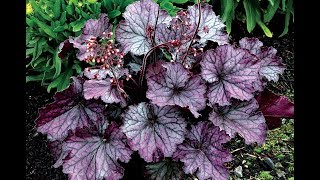 Best Perennials  Heuchera Northern Exposure™ Purple Coral Bells [upl. by Pardo]