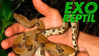 Exo Reptil  Como Sacar a una Boa de su Terrario  Levantar Boa [upl. by Mame]