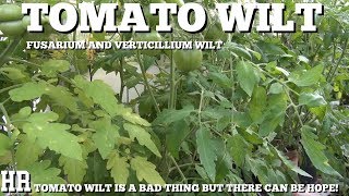 ⟹ TOMATO WILT  fusarium wilt  My take on it and the damage it did [upl. by Cathrin365]