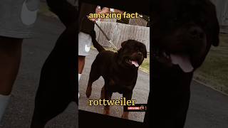 Rottweiler dangerous facts fact about Rottweiler amazing fact of Rottweiler doglover animallover [upl. by Nealon]