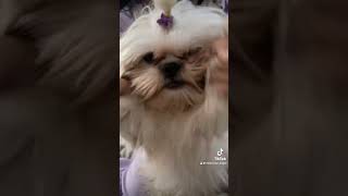 Chloe dance ttiramitsucake anjingku doglover shortvideo pets [upl. by Binah92]