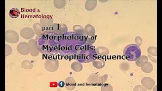 Morphology of myeloid cells part 1 Neutrophilic sequence [upl. by Gio850]