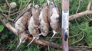 Woodcock Hunting over Spaniels Ireland 2017 [upl. by Declan]