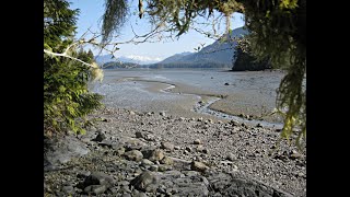 Magical Mudflats  Raincoast Field School  home [upl. by Saalocin]