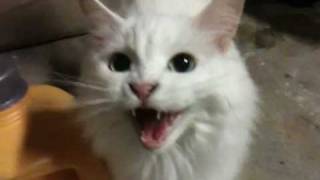 Deaf cat meows for food [upl. by Oikim]