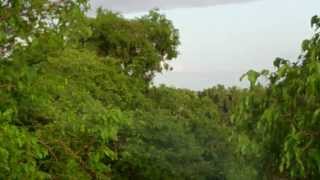 Vervet quotleopardquot alarm call Gambia August 2012 [upl. by Ahseenyt]