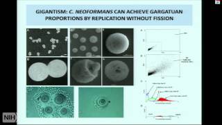 Insights into Microbial Pathogenesis and Immunology from Cryptococcus Neoformans [upl. by Pearl]