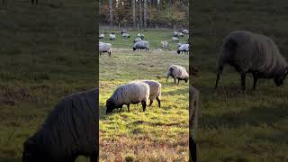 HeidschnuckenHerde am 03112024 in der Barger Heide Stade [upl. by Deyes]