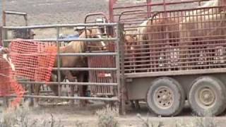 Calico Soldier Meadow Wild Horse Capture 11610 [upl. by Eitten]