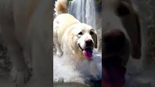 Dog walking in slow motion on waterfall dog doglover dogshorts dogvideo animals petslover [upl. by Ateloiv]