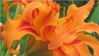 Gardening From Seeds  How to Plant Daylily Seeds [upl. by Llednil]