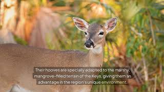 Key Deer  Americas Endangered Dwarf Deers [upl. by Richards104]