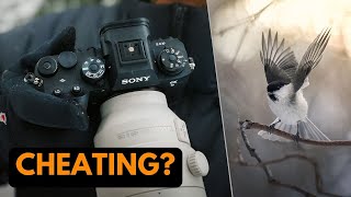 Sony A9III for Bird Photography  120 FPS BURST TEST [upl. by Ailisec]