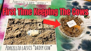 How To Setup Isopod Enclosure DAIRY COW ISOPODS [upl. by Aelyk]